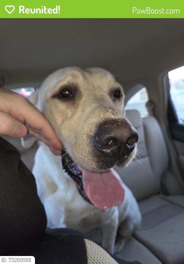 Reunited Male Dog last seen On-ramp to Business 85, Thomasville, NC 27360