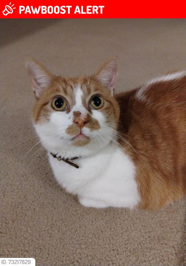 Lost Male Cat last seen Carlton Rd., Rockingham County, NC 27357