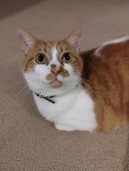 Lost Male Cat last seen Carlton Rd., Rockingham County, NC 27357