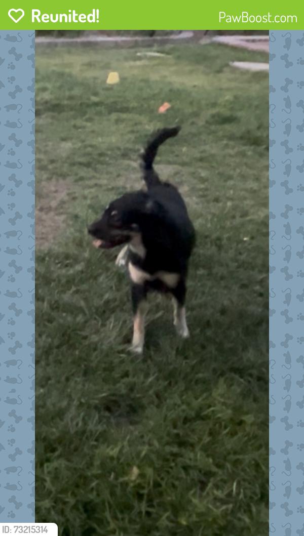 Reunited Female Dog last seen Rainbow between Cheyenne and Gowan, Las Vegas, NV 89108
