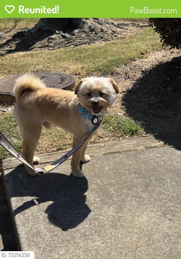Reunited Male Dog last seen Bold springs Rd, Walton County, GA 30019