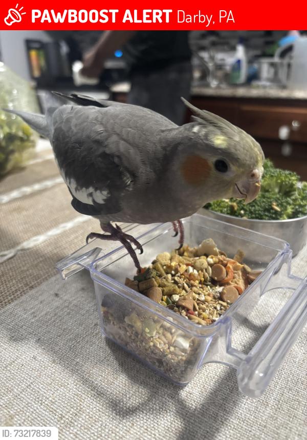 Lost Female Bird last seen Flew towards cobbs creek and woodland ave, Darby, PA 19023