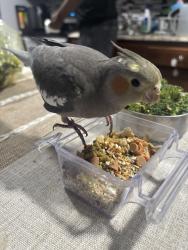 Lost Female Bird last seen Flew towards cobbs creek and woodland ave, Darby, PA 19023