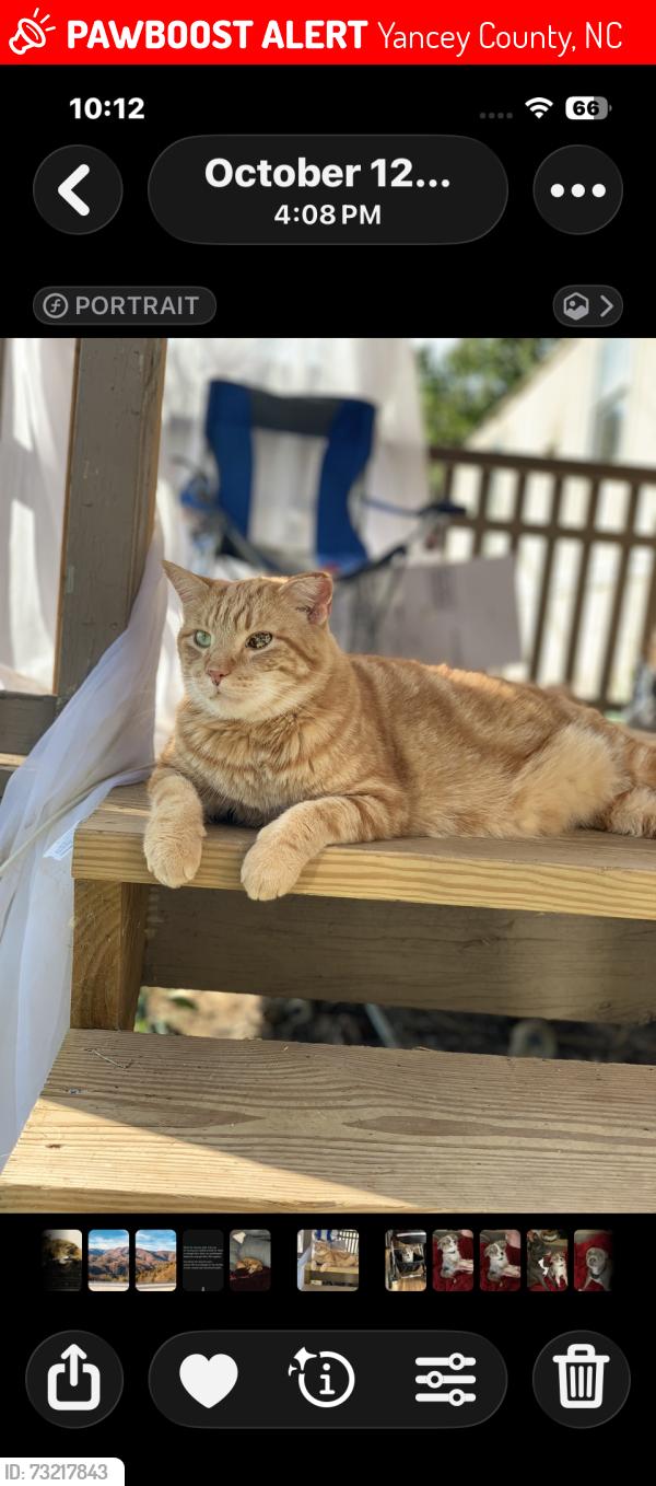 Lost Male Cat last seen 19w, Yancey County, NC 28754