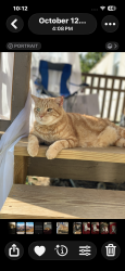 Lost Male Cat last seen 19w, Yancey County, NC 28754