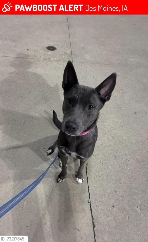 Lost Female Dog last seen Norwoodville, Des Moines, IA 50309