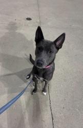 Lost Female Dog last seen Norwoodville, Des Moines, IA 50309