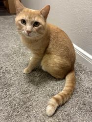 Lost Male Cat last seen Near E Walnut St Park Place Apts, Pearland, TX 77581