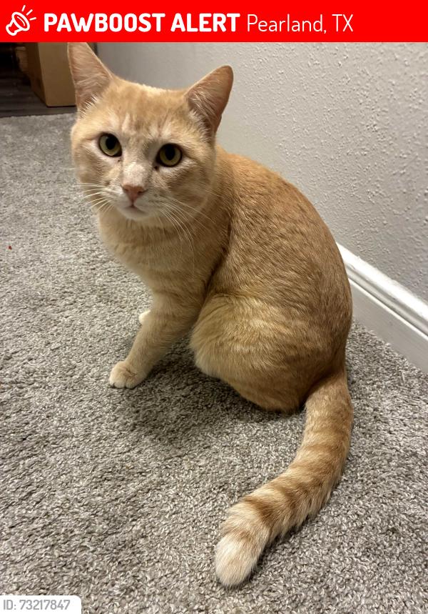 Lost Male Cat last seen Near E Walnut St Park Place Apts, Pearland, TX 77581