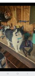 Lost Female Cat last seen Between lyndon station and wisconsin dells, Lyndon Station, WI 53944