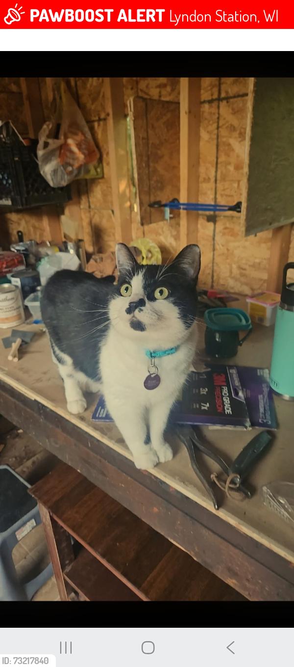 Lost Female Cat last seen Between lyndon station and wisconsin dells, Lyndon Station, WI 53944