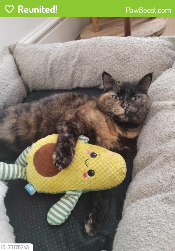 Reunited Female Cat last seen Samlet Road, Llansamlet, Wales 