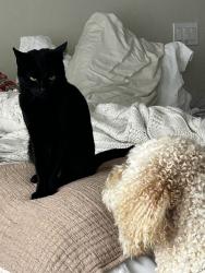 Lost Female Cat last seen Saxony and Brittany, Encinitas, CA 92024