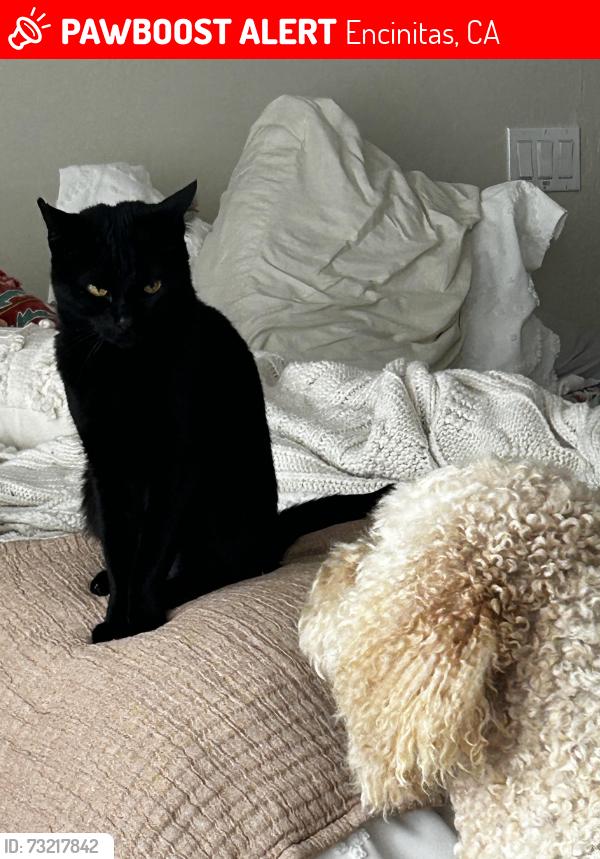 Lost Female Cat last seen Saxony and Brittany, Encinitas, CA 92024