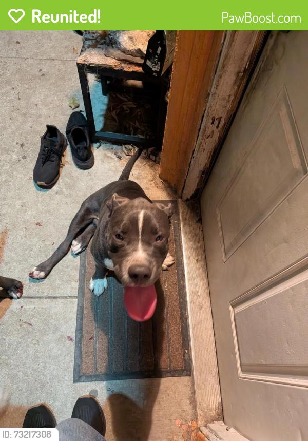 Reunited Male Dog last seen Blanchard st/Eastman ave, Los Angeles, CA 90033