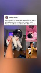 Lost Female Dog last seen Near Browndeer, Brown Deer, WI 53223