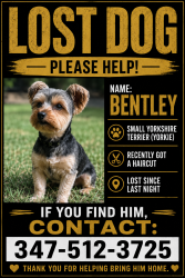 Lost Male Dog last seen Near willowseed ln, St. Cloud, FL 34772