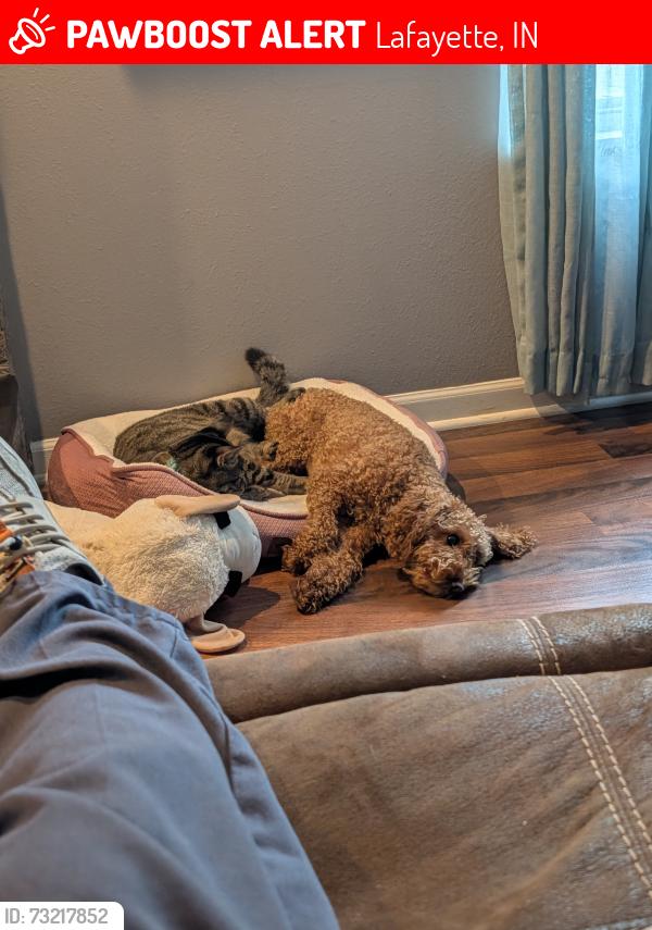 Lost Female Dog last seen Sterling heights addition, Lafayette, IN 47909