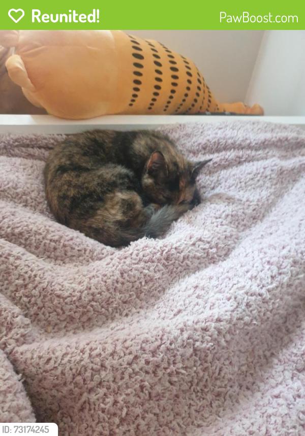Reunited Female Cat last seen Queens Road, Moretonhampstead, England TQ13 8LR