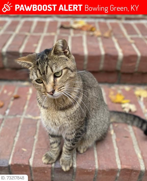Lost Female Cat last seen Bethany Baptist Church, Bowling Green, KY 42103