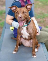 Shelter Stray Female Dog last seen Near Donavan way Decatur GA 30034, 30034, GA, 3280 Chamblee Dunwoody Rd, Chamblee, GA 30341, USA