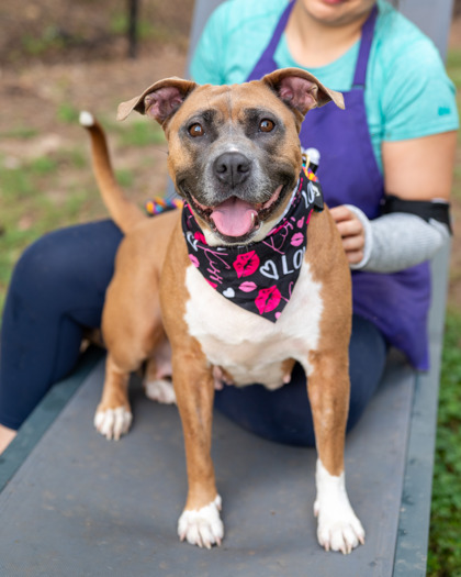 Shelter Stray Female Dog last seen , , GA, 3280 Chamblee Dunwoody Rd, Chamblee, GA 30341, USA
