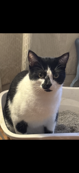 Lost Male Cat last seen Near east 6th ave, Vancouver, BC V5M 1R7