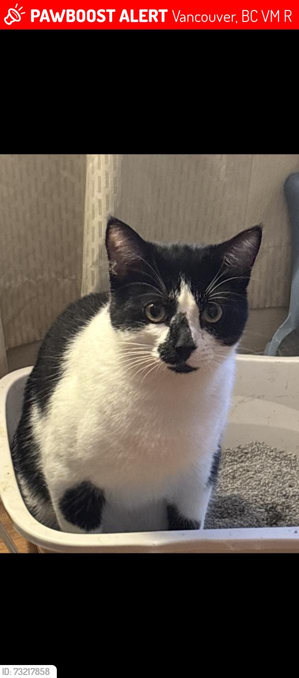 Lost Male Cat last seen Near east 6th ave, Vancouver, BC V5M 1R7