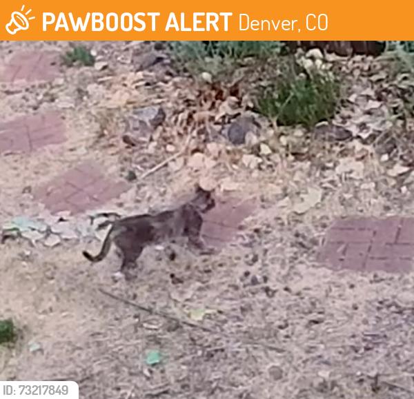 Found/Stray Unknown Cat last seen S Ogden st and e Warren, Denver, CO 80210
