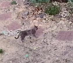 Found/Stray Unknown Cat last seen S Ogden st and e Warren, Denver, CO 80210