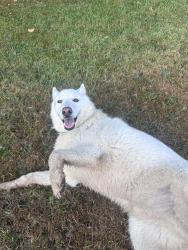 Reunited Unknown Dog last seen 29th, Ridgefield, WA 98642