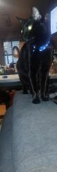 Lost Male Cat last seen Otranto rd, Hanahan, SC 29410