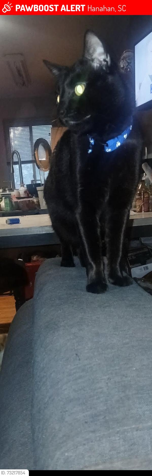 Lost Male Cat last seen Otranto rd, Hanahan, SC 29410
