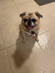 Lost Female Dog last seen Cherry Hills ests, Ballwin, MO 63011