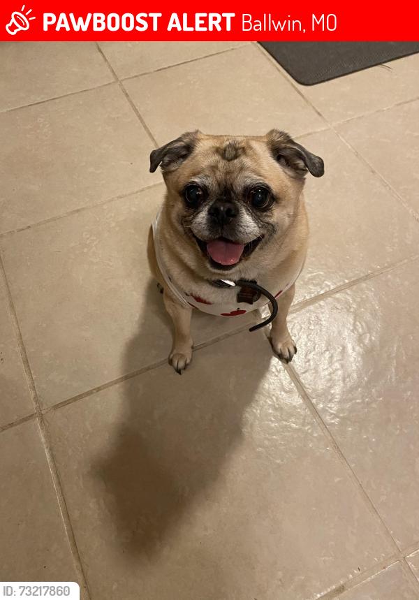 Lost Female Dog last seen Cherry Hills ests, Ballwin, MO 63011