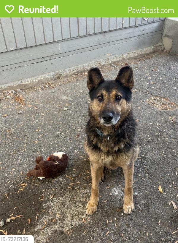 Reunited Male Dog last seen Near N El Molino Ave, Pasadena, CA 91104, USA, Pasadena, CA 91104