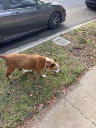 Reunited Male Dog last seen Maple wood and Marco, Los Angeles, CA 90066