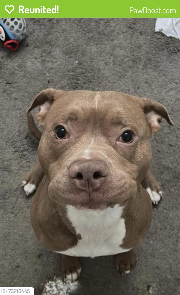 Reunited Male Dog last seen Bedford road and morgan, Battle Creek, MI 49037