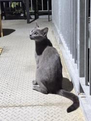 Found/Stray Unknown Cat last seen Johnson Fish Market, Hartford, CT 06112