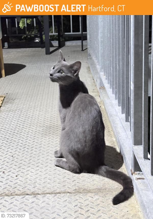 Found/Stray Unknown Cat last seen Johnson Fish Market, Hartford, CT 06112