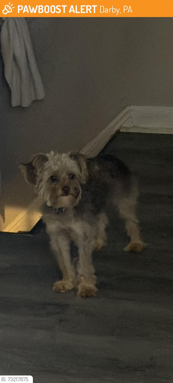 Found/Stray Female Dog last seen Wycombe and macdade, Darby, PA 19023