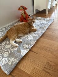 Lost Male Cat last seen Treadstone, Greenville, SC 29615