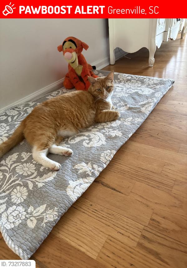 Lost Male Cat last seen Treadstone, Greenville, SC 29615