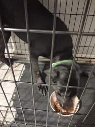Found/Stray Female Dog last seen Palafox St and 10th St, Jacksonville, FL 32209