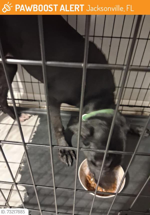 Found/Stray Female Dog last seen Palafox St and 10th St, Jacksonville, FL 32209