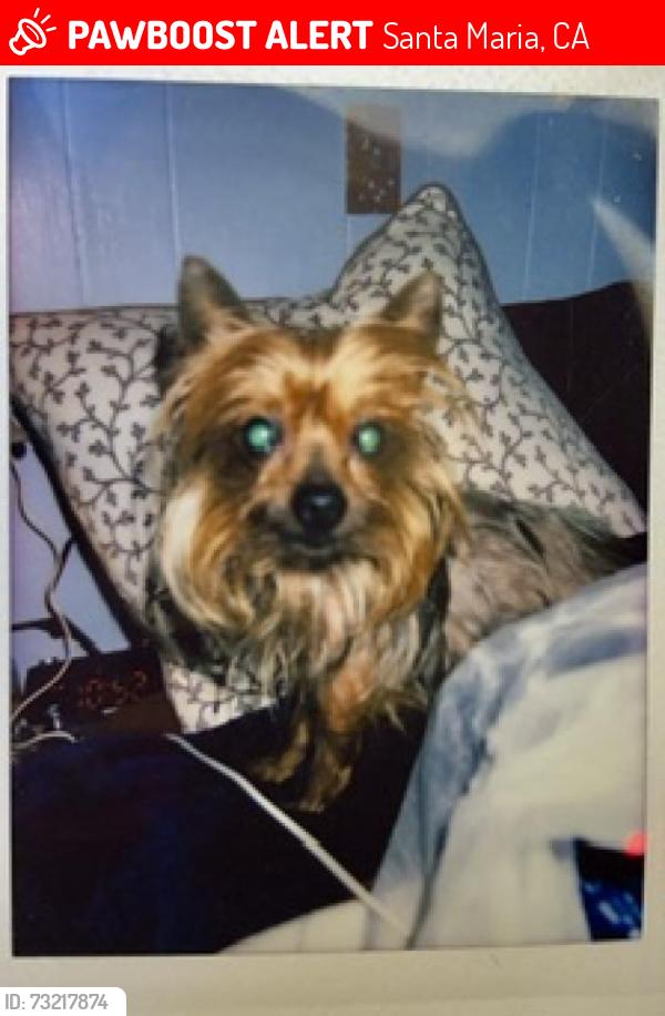 Lost Female Dog last seen Thornburg and New Love street, Santa Maria, CA 93458