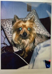 Lost Female Dog last seen Thornburg and New Love street, Santa Maria, CA 93458
