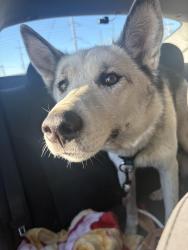 Found/Stray Female Dog last seen Highway 21, Fort Saskatchewan, AB 