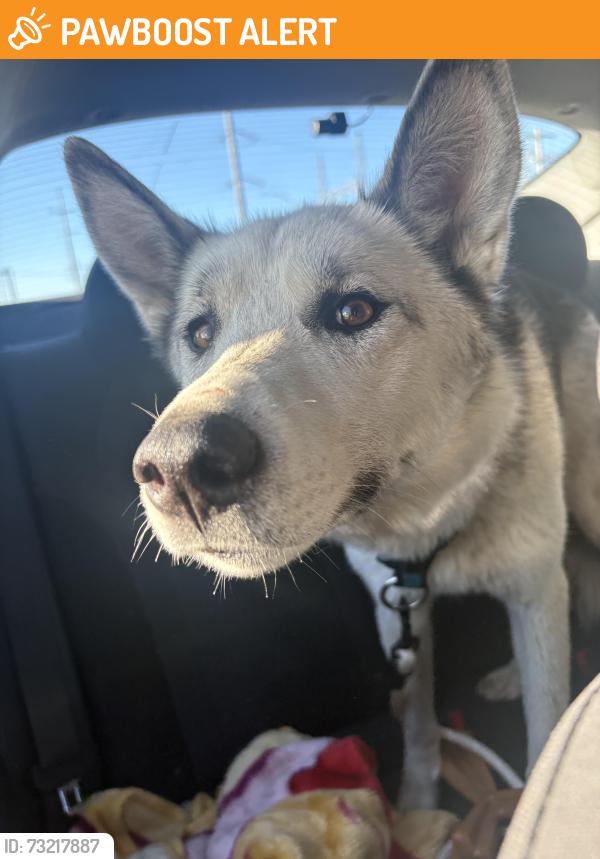 Found/Stray Female Dog last seen Highway 21, Fort Saskatchewan, AB 
