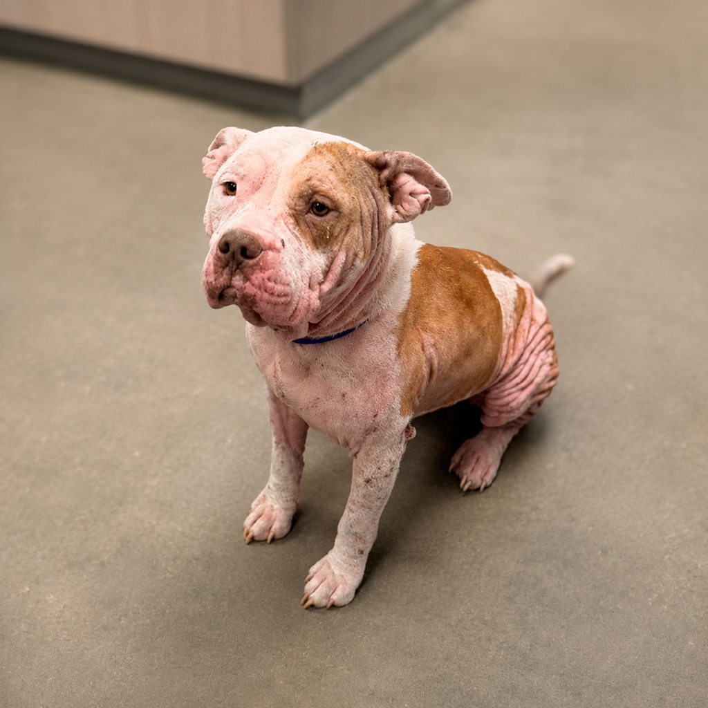 Shelter Stray Female Dog last seen Near W Pinhook Road, LAFAYETTE, LA, 70508, 410 Dugas Rd, Lafayette, LA 70507, USA